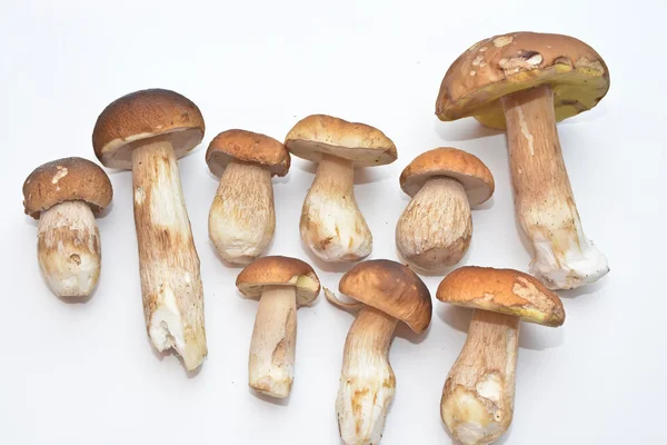 Seta blanca (Boletus edulis ). — Foto de Stock