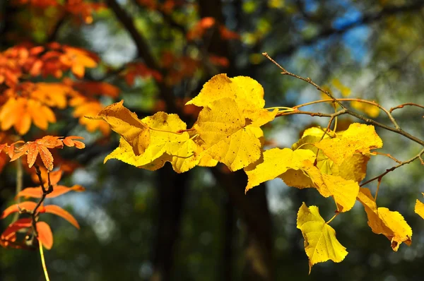 Achtergrond van herfstbladeren. — Stockfoto