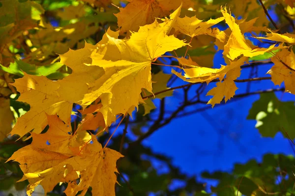 Achtergrond van herfstbladeren. — Stockfoto