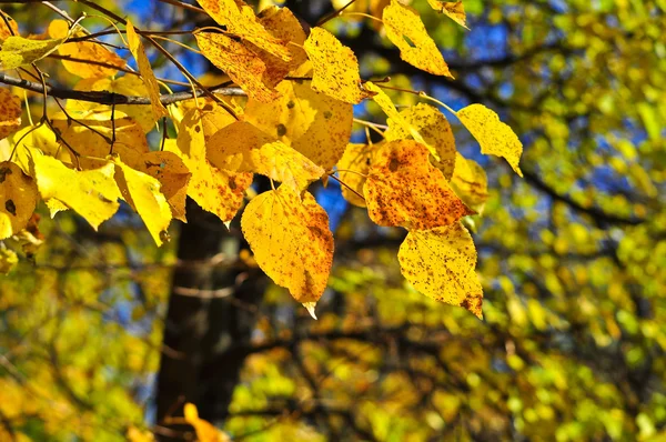 De ljusa färgerna i oktober lövverket. — Stockfoto