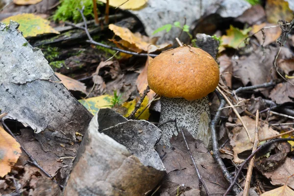 Oranžová čepice hřib roste ze země. — Stock fotografie