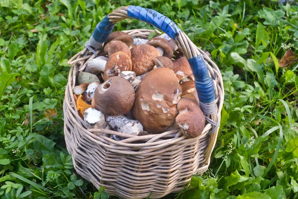 Kosz pełen grzybów. W wyniku pomyślnego collectio — Zdjęcie stockowe