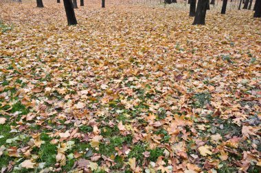 Güz Park çimlerin üzerine düşen yapraklar. 