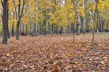 Sonbahar parkında düşen yapraklar. 