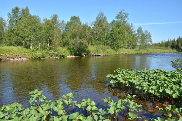 Tayga Nehri Kuzey Urallarda. — Stok fotoğraf