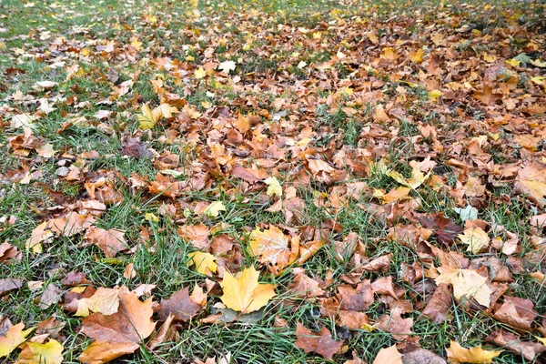 Foglie cadute sull'erba nel parco autunnale . — Foto Stock