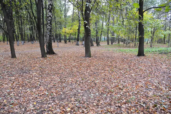 Опале листя в осінньому парку . — стокове фото