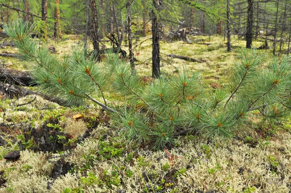 Siberian dwarf pine i Jakutien. — Stockfoto
