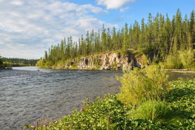 Komi Cumhuriyeti 'ndeki Taiga nehri. Yaz suyu Kuzey manzarası.