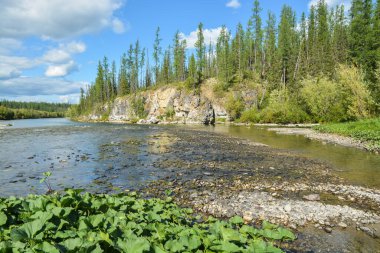 Komi Cumhuriyeti 'ndeki Taiga nehri. Yaz suyu Kuzey manzarası.