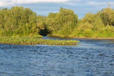 Tayga nehri. Bakire Komi Ormanları arasında su manzarası.