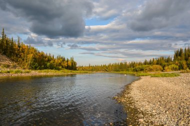 Tayga nehri. Bakire Komi Ormanları arasında su manzarası.