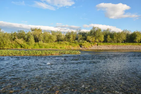 Река Тайга Водный Пейзаж Среди Девственных Коми Лесов — стоковое фото