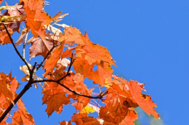 Sonbahar akçaağaç yaprakları. Ekim düşen yaprakların zamanıdır..
