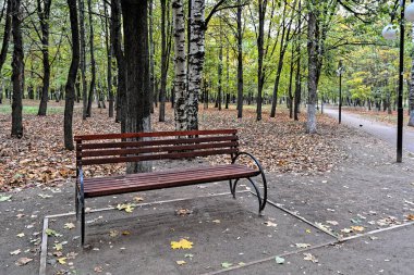 Sonbahar parkında bankta. Park bankı şehir parkında yapraklarla çevrili..
