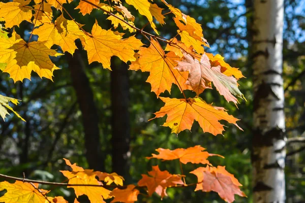 秋天的枫叶 十月是落叶的季节 — 图库照片