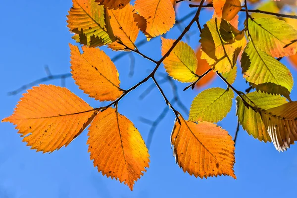 Herfst Beukenbladeren Oktober Tijd Van Vallende Bladeren — Stockfoto