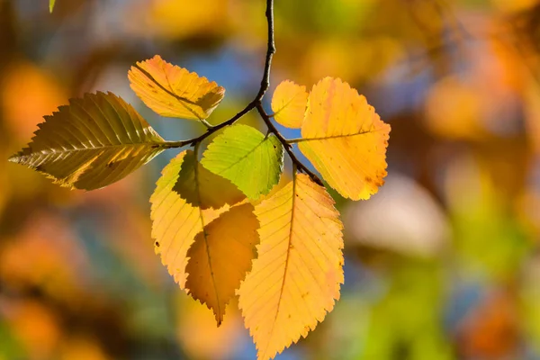 Herfst Beukenbladeren Oktober Tijd Van Vallende Bladeren — Stockfoto