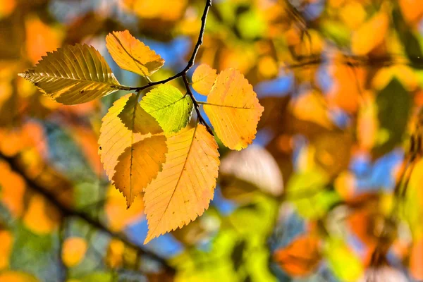 Herfst Beukenbladeren Oktober Tijd Van Vallende Bladeren — Stockfoto