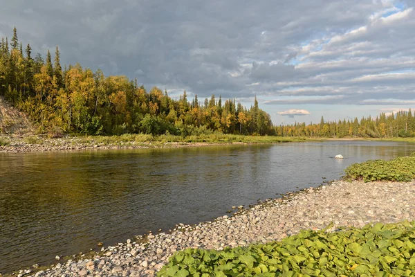 夏天的河流景观 北部针叶林荒废的河流 — 图库照片