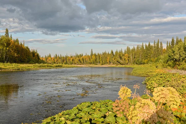 夏天的河流景观 北部针叶林荒废的河流 — 图库照片