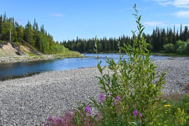 Kuzey Tayga 'da nehir. Komi Cumhuriyeti, Rusya 'da yaz su manzarası.