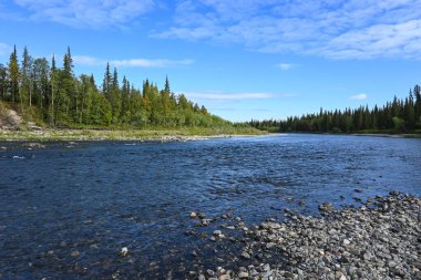 Kuzey Tayga 'da nehir. Komi Cumhuriyeti, Rusya 'da yaz su manzarası.