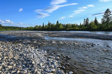 Tayga nehrinde. Kuzey ormanlarında yaz suyu manzarası.