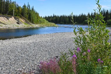 Tayga nehrinde. Kuzey ormanlarında yaz suyu manzarası.