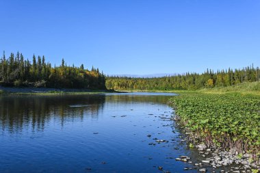 Tayga nehrinde. Kuzey ormanlarında yaz suyu manzarası.