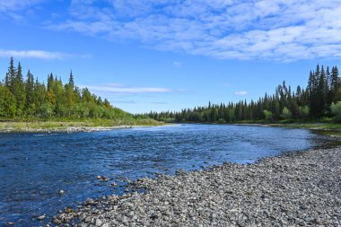 Tayga nehrinde. Kuzey ormanlarında yaz suyu manzarası.