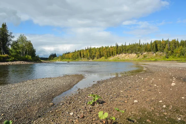 Sur Taïga Paysage Aquatique Estival Dans Les Forêts Nord — Photo