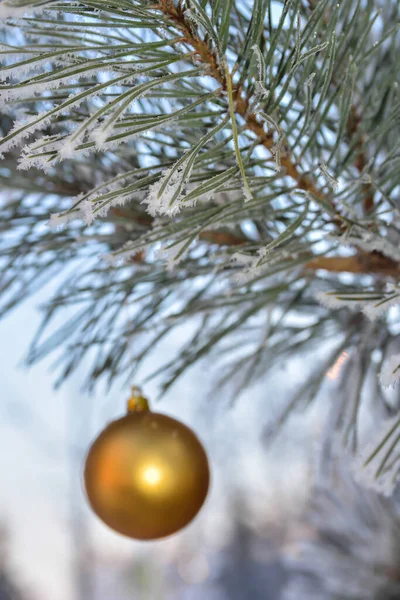 Noël Nouvel Une Boule Verre Est Accrochée Sapin Enneigé — Photo