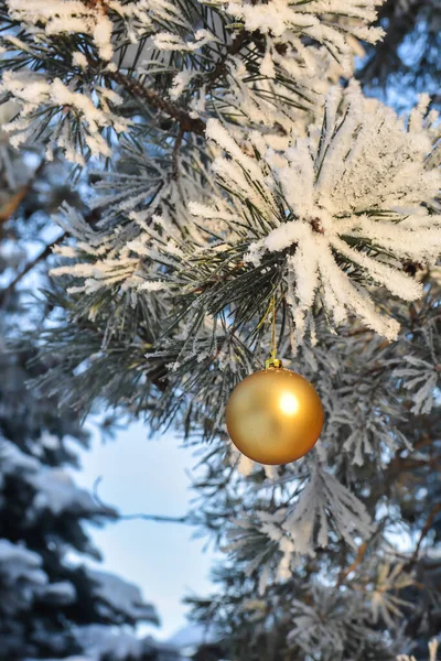 Kerstmis Nieuwjaar Een Glazen Bal Hangt Aan Een Besneeuwde Dennenboom — Stockfoto