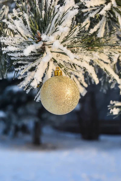 圣诞节和新年 一个玻璃球挂在白雪覆盖的冷杉树上 — 图库照片