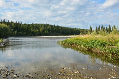 Issız ormanlarda vahşi bir nehir. Kuzey Rusya 'nın Avrupa kesiminde yaz suyu manzarası.