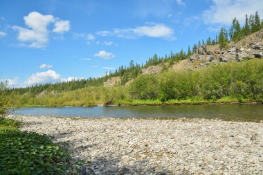 Issız ormanlarda vahşi bir nehir. Kuzey Rusya 'nın Avrupa kesiminde yaz suyu manzarası.