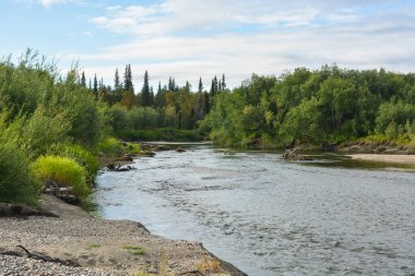 Issız ormanlarda vahşi bir nehir. Kuzey Rusya 'nın Avrupa kesiminde yaz suyu manzarası.