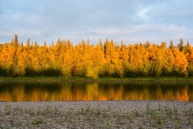 Issız ormanlarda vahşi bir nehir. Kuzey Rusya 'nın Avrupa kesiminde yaz suyu manzarası.