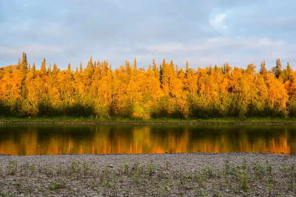 Issız ormanlarda vahşi bir nehir. Kuzey Rusya 'nın Avrupa kesiminde yaz suyu manzarası.