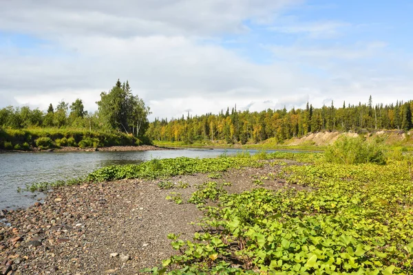 Wild River Deserted Forests Summer Water Landscape European Part Russian — Stock Photo, Image