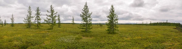 Panorama Van Toendra Het Natuurpark Taimyr Zomer Landschap Polaire Oeral — Stockfoto