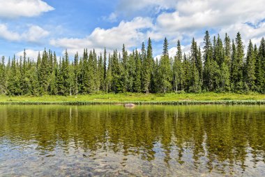 Bakire Komi ormanları. UNESCO Dünya Mirası Alanı, Yugyd Va Ulusal Parkı, Yaz manzarası, Shchugor Nehri.