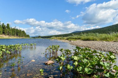 Bakire Komi ormanları. UNESCO Dünya Mirası Alanı, Yugyd Va Ulusal Parkı, Yaz manzarası, Shchugor Nehri.