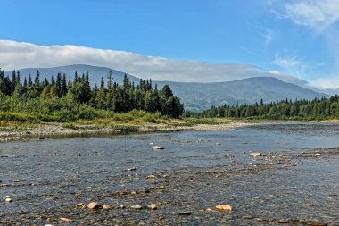 Bakire Komi ormanları. UNESCO Dünya Mirası Alanı, Yugyd Va Ulusal Parkı, Yaz manzarası, Shchugor Nehri.