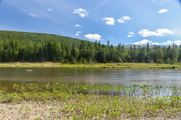 Szűz Komi Erdők Unesco Világörökség Része Yugyd Nemzeti Park Nyári — Stock Fotó