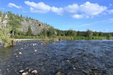 Güneşli bir yaz gününde kuzey nehri manzarası. Bakire Komi ormanlarında bir nehir..