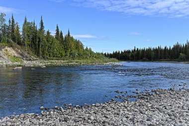 Güneşli bir yaz gününde kuzey nehri manzarası. Bakire Komi ormanlarında bir nehir..