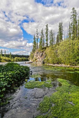 Güneşli bir yaz gününde kuzey nehri manzarası. Bakire Komi ormanlarında bir nehir..