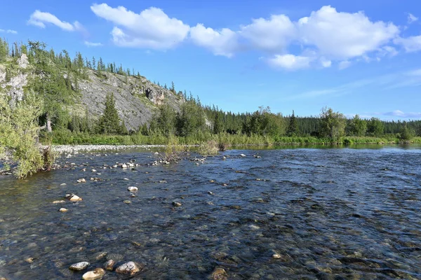 Güneşli bir yaz gününde kuzey nehri manzarası. Bakire Komi ormanlarında bir nehir..